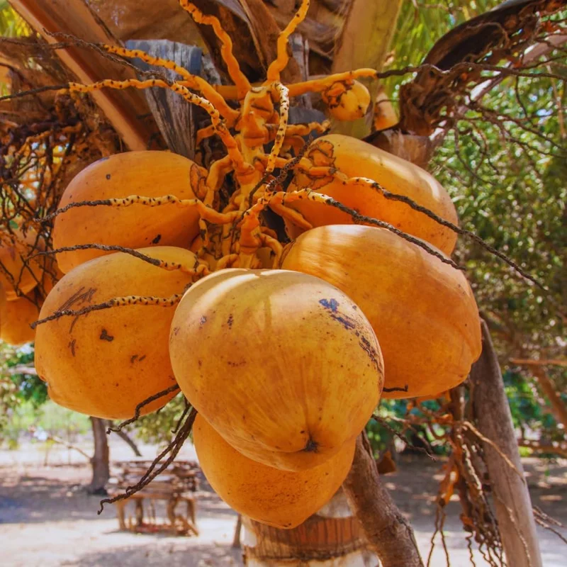 Sprouted Yellow Coconut Live Plant, Tropical Palm Tree, 6-8 Inches Long - Image 2