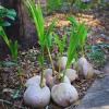 Sprouted Yellow Coconut Live Plant, Tropical Palm Tree, 6-8 Inches Long - Image 1