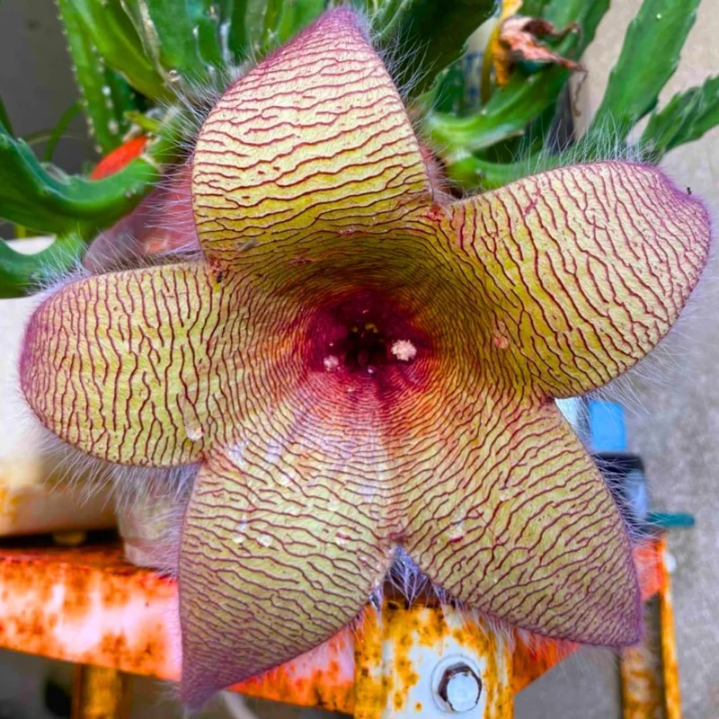 Starfish Cactus Live Plant Set, 2 Well-Rooted Succulents, 2" Pot, 4-8" Tall, Ornamental Houseplant - Image 2