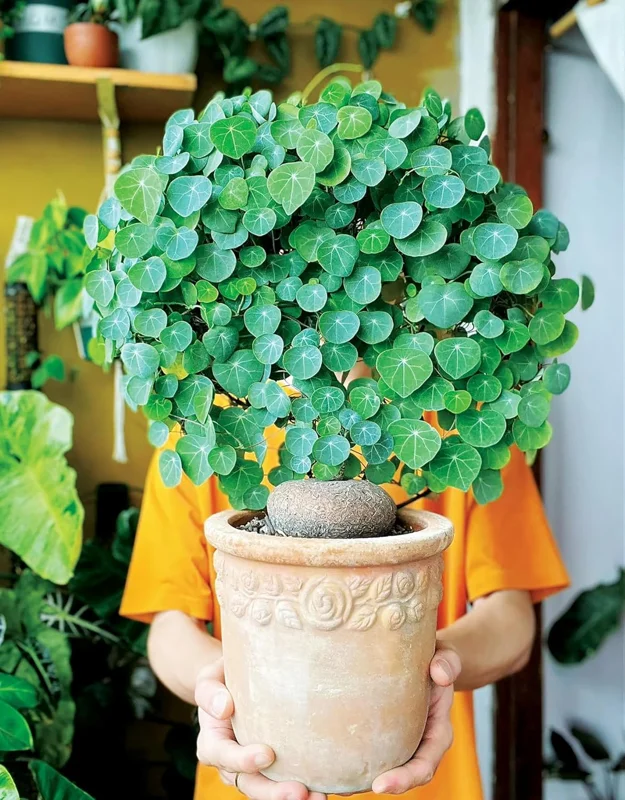 Stephania Cephalantha Caudex Live Plant - 2.5-3" Wide, Already Sprouting Succulent, Indoor Houseplant - Image 2