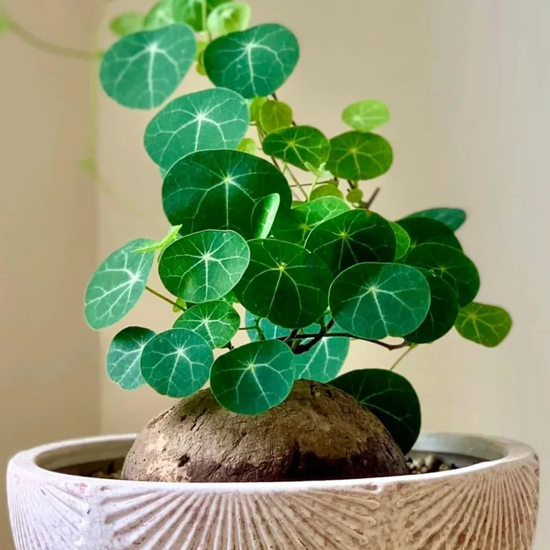 Stephania Cephalantha Caudex Live Plant - 2.5-3" Wide, Already Sprouting Succulent, Indoor Houseplant - Image 1