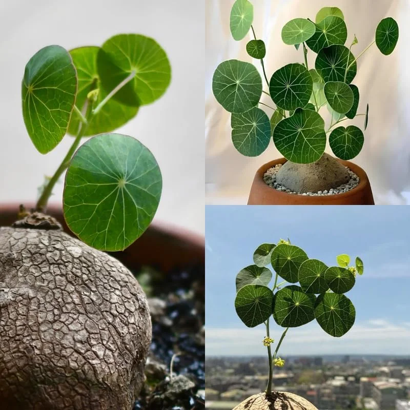 Stephania Cephalantha Caudex Plant Live, 2-2.5 Inch Medium Houseplant Succulent - Image 2