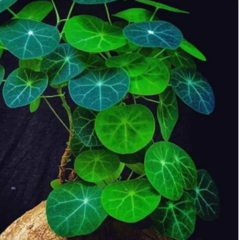 Stephania Cephalantha Live Plant - Rare Caudex Succulent, 2-2.5 inch, Sprouted - Image 2