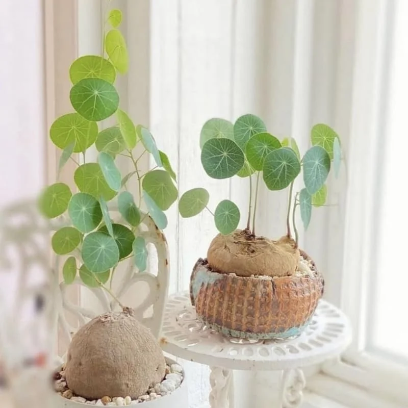 Stephania Cephalantha Live Plant - Rare Caudex Succulent - 3.5" Pot - Indoor/Outdoor - Image 2