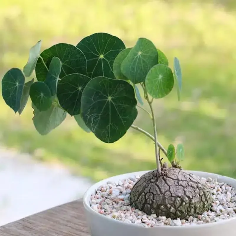 Stephania Cephalantha Live Plant - Rare Caudex Succulent, 2.5-3 Inch Caudex, Indoor - Image 2