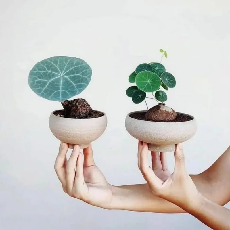 Stephania Cephalantha Live Plant - Rare Caudex Succulent, 2-2.5 inch, Sprouted - Image 1