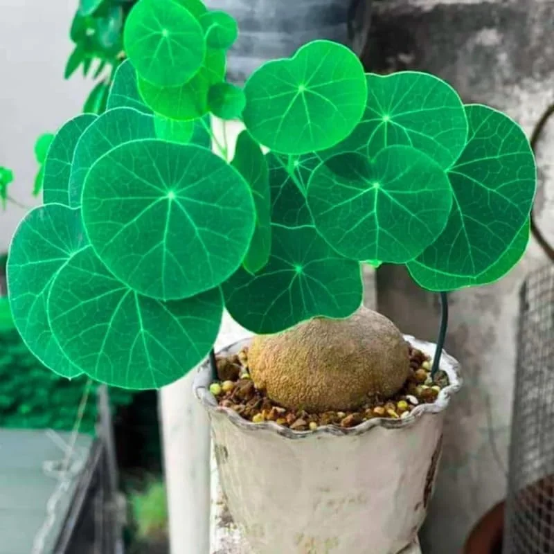 Stephania Cephalantha Live Plant - Rare Caudex Succulent, 2.5-3 Inch Caudex, Indoor - Image 1