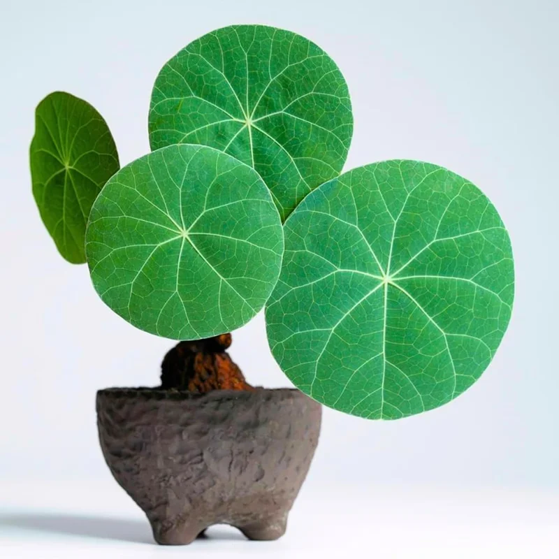 Stephania Cephalantha Live Plant - Rare Caudex Succulent Houseplant 3-3.5'' Bulb - Easy Care Indoor - Image 1