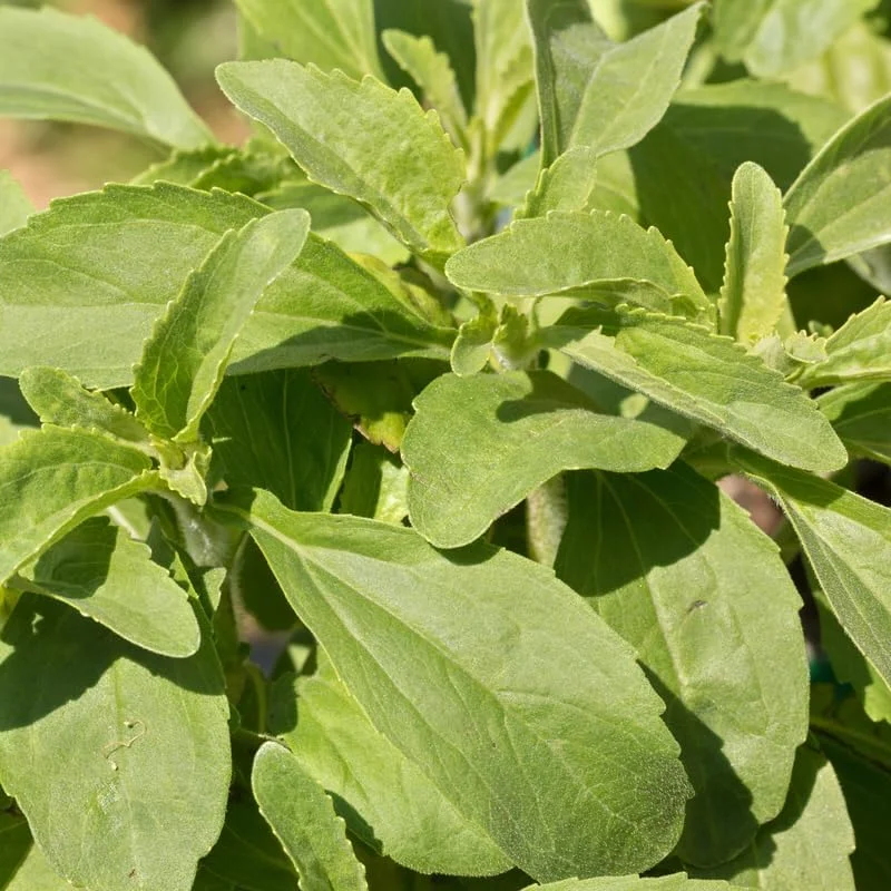 Stevia Live Plant - 4 Inch Pot, Natural Sweetener Herb for Indoor & Outdoor - Image 3