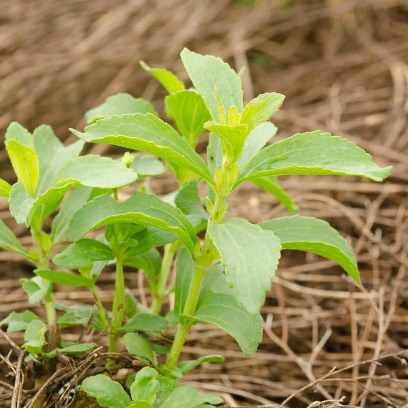 Stevia Live Plant - 4 Inch Pot, Natural Sweetener Herb for Indoor & Outdoor - Image 4