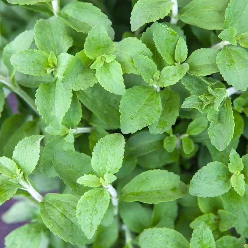 Stevia Live Plant - 4 Inch Pot, Natural Sweetener Herb for Indoor & Outdoor - Image 5