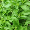 Stevia Live Plant - 4 Inch Pot, Natural Sweetener Herb for Indoor & Outdoor - Image 1
