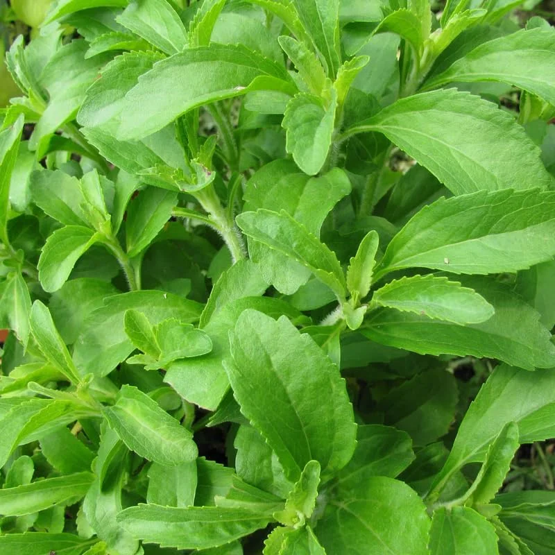 Stevia Live Plant - 4 Inch Pot, Natural Sweetener Herb for Indoor & Outdoor - Image 1