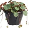 Strawberry Begonia Live Plant - Saxifraga Tricolor, Variegated, 3.25 Inch Pot - Image 1