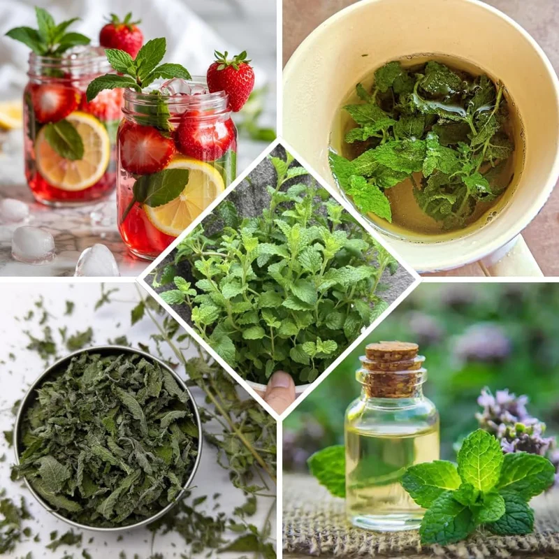 Strawberry Mint Live Plant - 4in Pot, Fragrant Perennial Herb for Culinary & Garden - Image 2