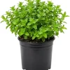 Strawberry Mint Live Plant - 4in Pot, Fragrant Perennial Herb for Culinary & Garden - Image 1