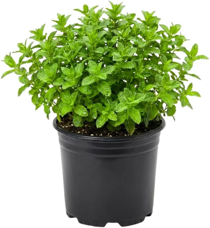 Strawberry Mint Live Plant - 4in Pot, Fragrant Perennial Herb for Culinary & Garden - Image 1