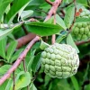 Sugar Apple Live Plant (Annona Squamosa) - 7-10 Inch Tall, 3 Inch Pot, Tropical Fruit Tree - Image 1