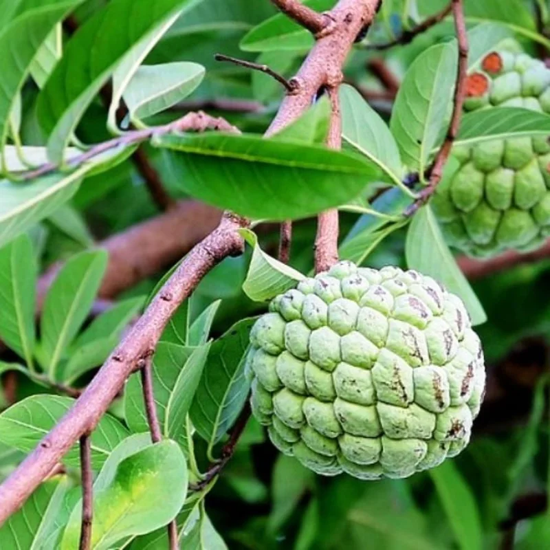 Sugar Apple Live Plant (Annona Squamosa) - 7-10 Inch Tall, 3 Inch Pot, Tropical Fruit Tree - Image 1