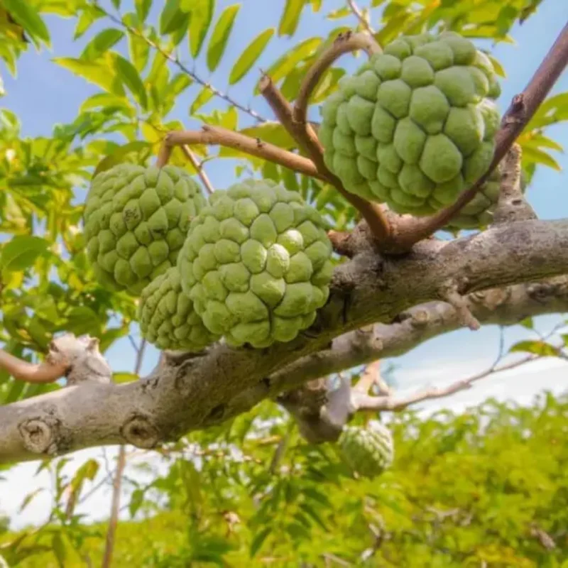 Sugar Apple Live Plant - Annona Squamosa Fruit Tree, Potted, 7-12 Inch Tall - Image 2