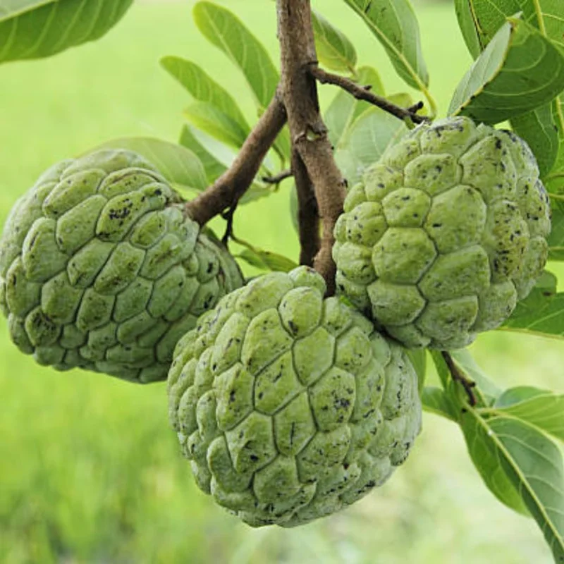 Sugar Apple Live Plant - Annona Squamosa Fruit Tree, Potted, 7-12 Inch Tall - Image 3