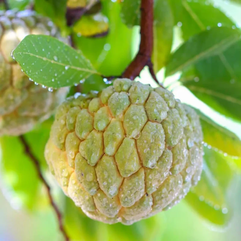 Sugar Apple Live Plant - Annona Squamosa Fruit Tree, Potted, 7-12 Inch Tall - Image 4