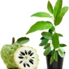 Sugar Apple Live Plant - Annona Squamosa Fruit Tree, Potted, 7-12 Inch Tall - Image 1
