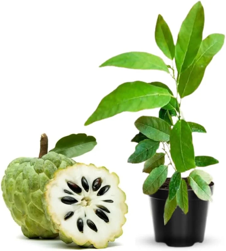Sugar Apple Live Plant - Annona Squamosa Fruit Tree, Potted, 7-12 Inch Tall - Image 1