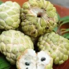 Sugar Apple Tree Live Plant (Annona Squamosa) - 6-10 Inch Tall in 3 Inch Pot - Sweet Tropical Fruit Tree - Image 1