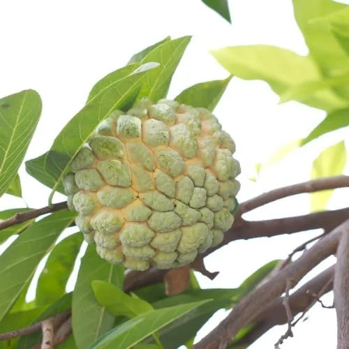 Sugar Apple Tree Live Plant (Annona Squamosa) - 6-10 Inch Tall in 3 Inch Pot - Sweet Tropical Fruit Tree - Image 2