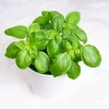 Sweet Basil Live Plant 2-Pack, 4 Inch Pot - Indoor Outdoor Herb - Image 1