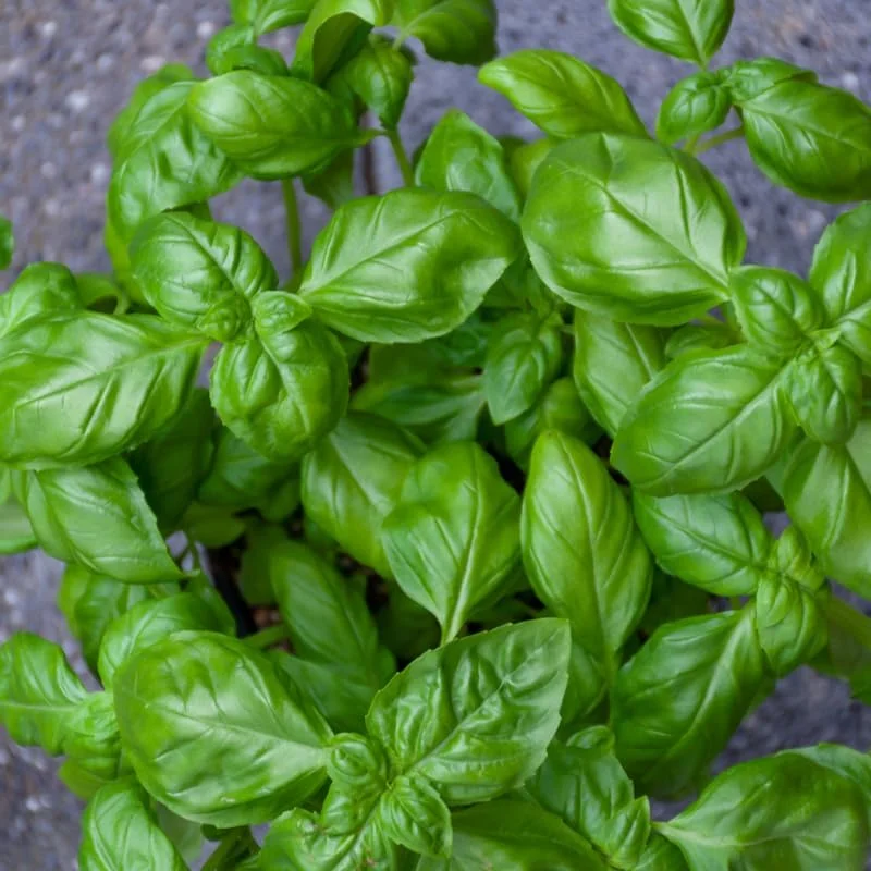 Sweet Basil Live Plant 2-Pack, 4 Inch Pot - Indoor Outdoor Herb - Image 2