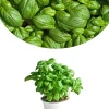 Sweet Basil Live Plant, 3-Pack, 3-5 Inches, Well Rooted Herb, Indoor & Outdoor - Image 1