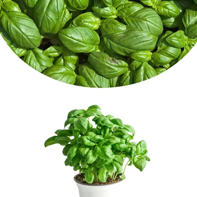 Sweet Basil Live Plant, 3-Pack, 3-5 Inches, Well Rooted Herb, Indoor & Outdoor - Image 1
