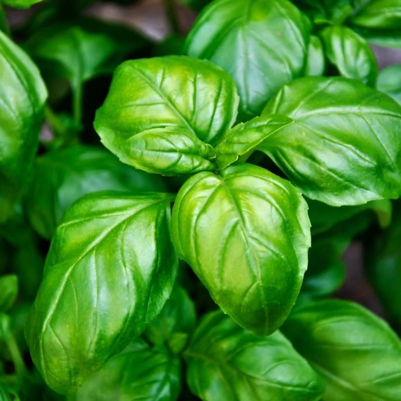 Sweet Basil Live Plant - Set of 3 Herb Plants, 4 Inch Pot, for Cooking & Garden - Image 2