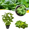 Sweet Basil Live Plant - Set of 3 Herb Plants, 4 Inch Pot, for Cooking & Garden - Image 1