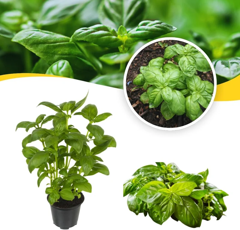 Sweet Basil Live Plant - Set of 3 Herb Plants, 4 Inch Pot, for Cooking & Garden - Image 1