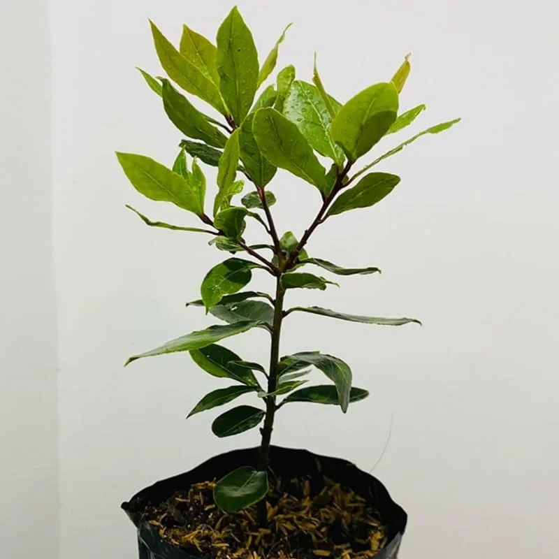 Sweet Bay Laurel Live Plant (Laurus Nobilis), 1-Year-Old, 8-10" Tall, Zone 8-11, Indoor/Outdoor Bay Leaf Tree - Image 1