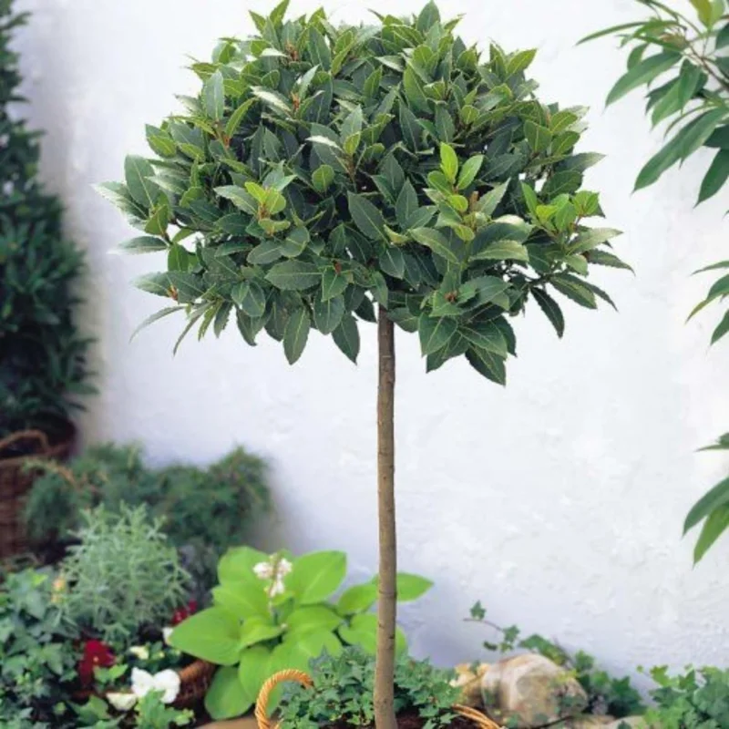 Sweet Bay Laurel Live Plant (Laurus Nobilis), 1-Year-Old, 8-10" Tall, Zone 8-11, Indoor/Outdoor Bay Leaf Tree - Image 3