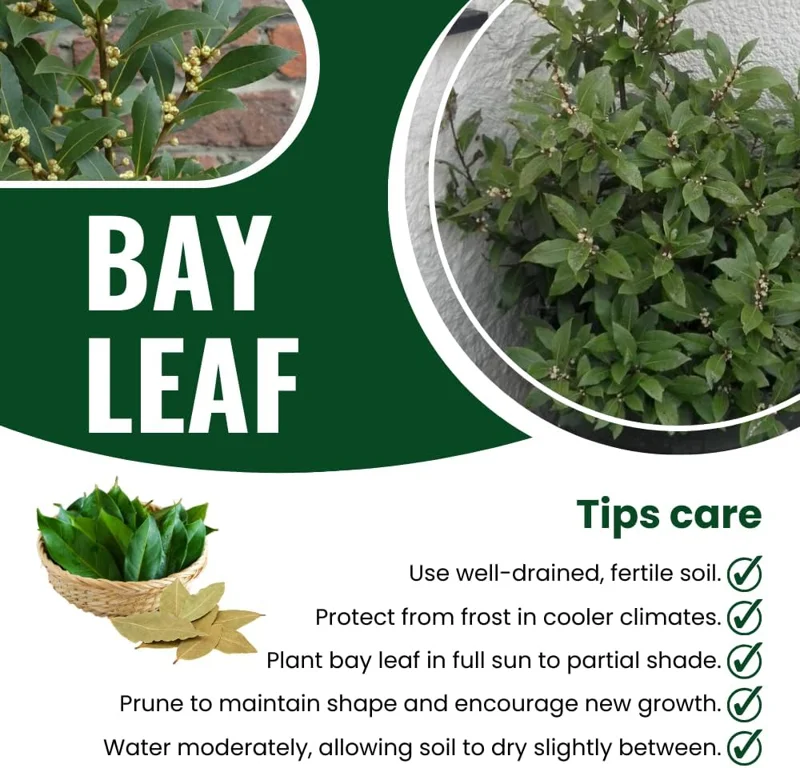 Sweet Bay Laurel Live Plant (Laurus Nobilis), 1-Year-Old, 8-10" Tall, Zone 8-11, Indoor/Outdoor Bay Leaf Tree - Image 4