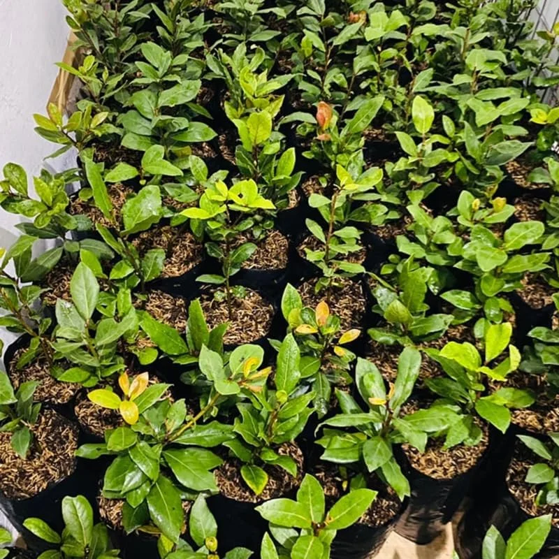 Sweet Bay Laurel Live Plant (Laurus Nobilis), 1-Year-Old, 8-10" Tall, Zone 8-11, Indoor/Outdoor Bay Leaf Tree - Image 5