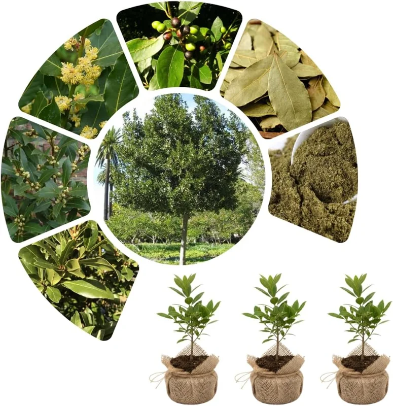 Sweet Bay Laurel Live Plant (Laurus Nobilis), 1-Year-Old, 8-10" Tall, Zone 8-11, Indoor/Outdoor Bay Leaf Tree - Image 7