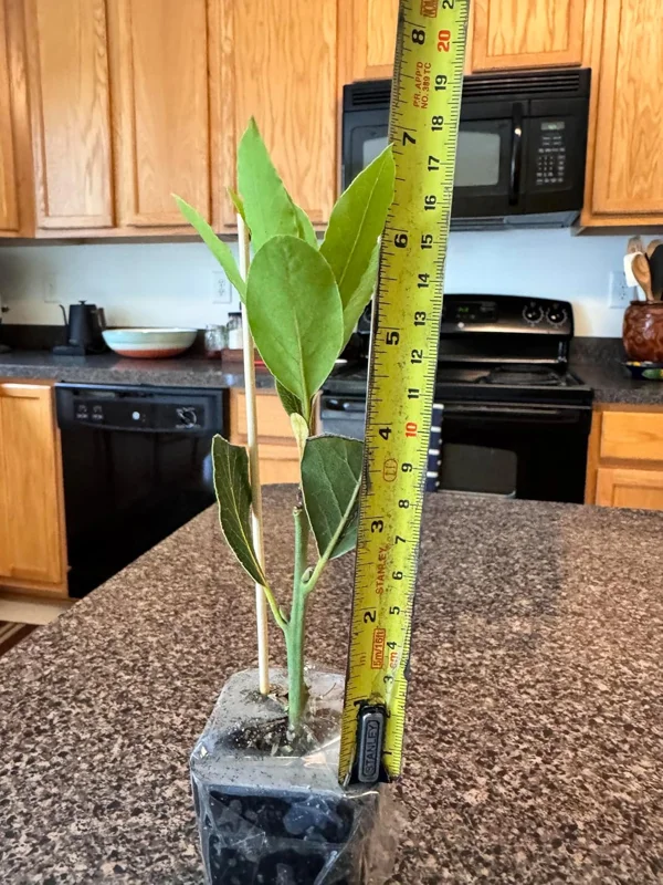 Sweet Bay Laurel Live Plant (Laurus Nobilis), 1-Year-Old, 8-10" Tall, Zone 8-11, Indoor/Outdoor Bay Leaf Tree - Image 8