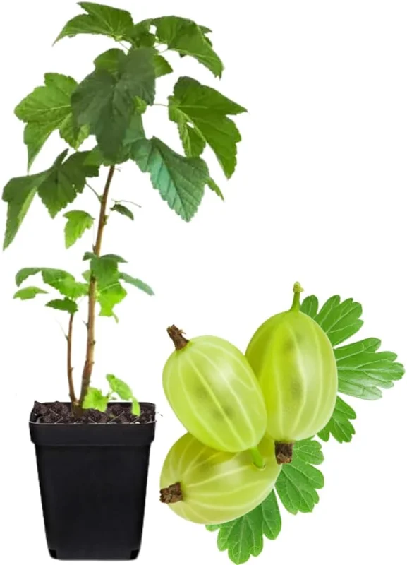 Sweet Gooseberry Bush Live Plant - Edible Fruit Shrub, Well-Rooted, USDA Zones 3-8 - Image 2