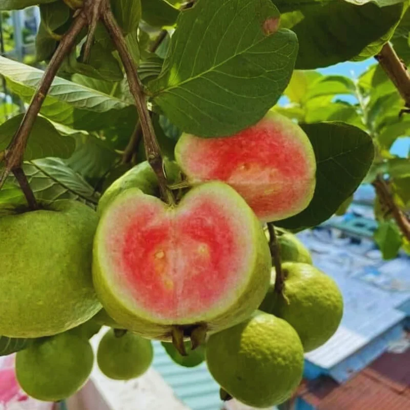 Sweet Pink Guava Tree Live Plant - Tropical Fruit, 5-9" Tall, Outdoor - Image 2