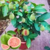 Sweet Pink Guava Tree Live Plant - Tropical Fruit, 5-9" Tall, Outdoor - Image 1
