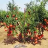 Sweet Pomegranate Tree Live Plant, 1 Year Old Seedling in 4" Pot, Indoor/Outdoor - Image 1
