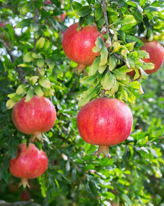Sweet Pomegranate Tree Live Plant – 10-12" Tall – Fruit Bearing – Zone 8-11 - Image 2