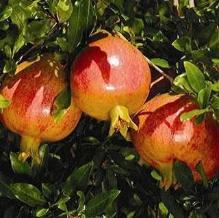 Sweet Pomegranate Tree Live Plant – 10-12" Tall – Fruit Bearing – Zone 8-11 - Image 4
