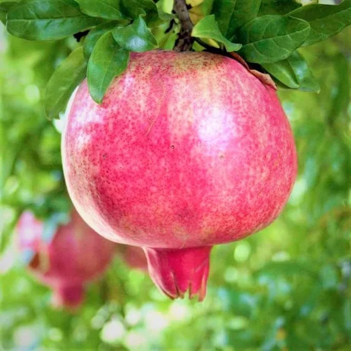 Sweet Pomegranate Tree Live Plant – 10-12" Tall – Fruit Bearing – Zone 8-11 - Image 5